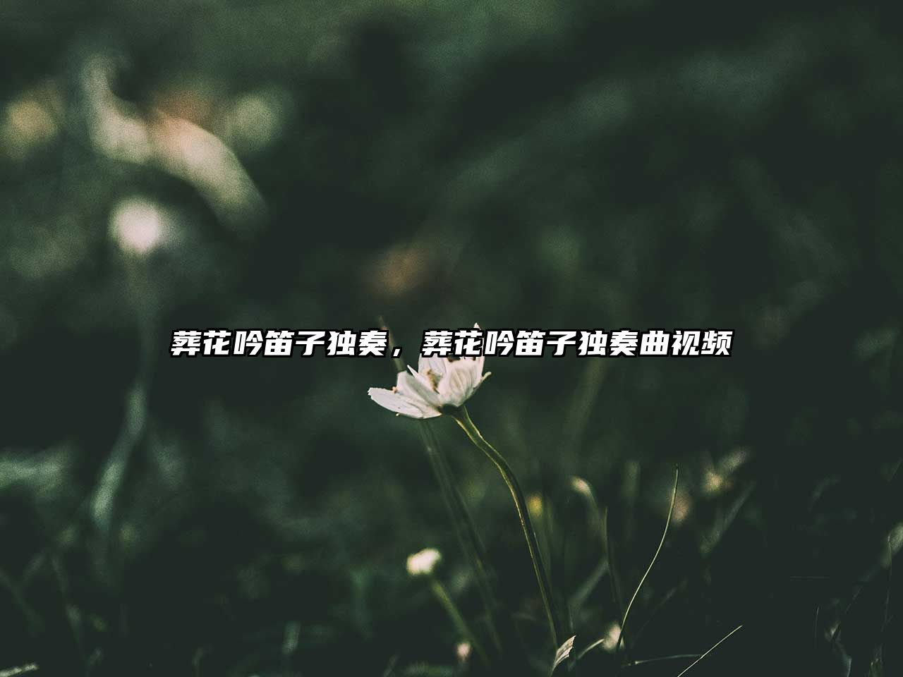 葬花吟笛子獨奏，葬花吟笛子獨奏曲視頻